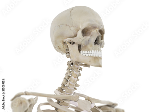3d rendered medically accurate illustration of the skeletal neck and skull