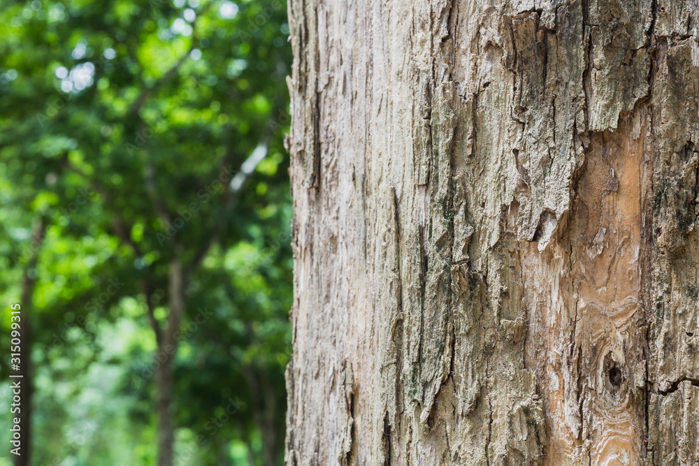 Teak tree in the forest with blurred background Teak tree in the forest with blurred background