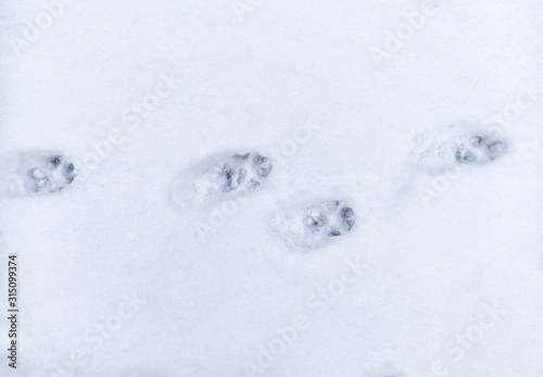 Footprints of animals on the snow. © Vadym