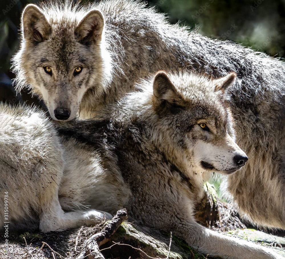 Fototapeta premium loup gris