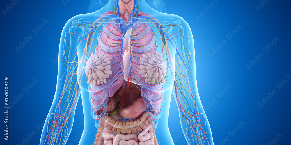 Φωτογραφία 3d rendered medically accurate illustration of the female thorax anatomy
