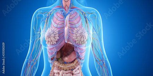 3d rendered medically accurate illustration of the female thorax anatomy photo