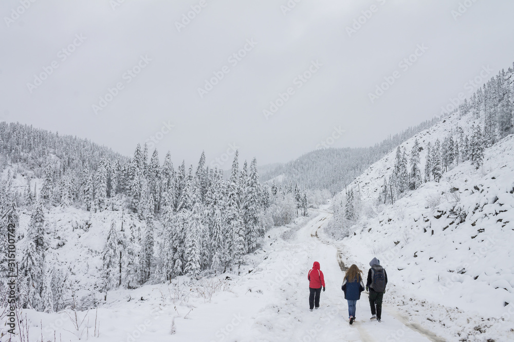 Group of some young people hiking in winter forest snowy taiga hills beautiful nature of Russia. Taiga forest in winter. Frosty snowy overcast weather backpackers walking on snowy forest