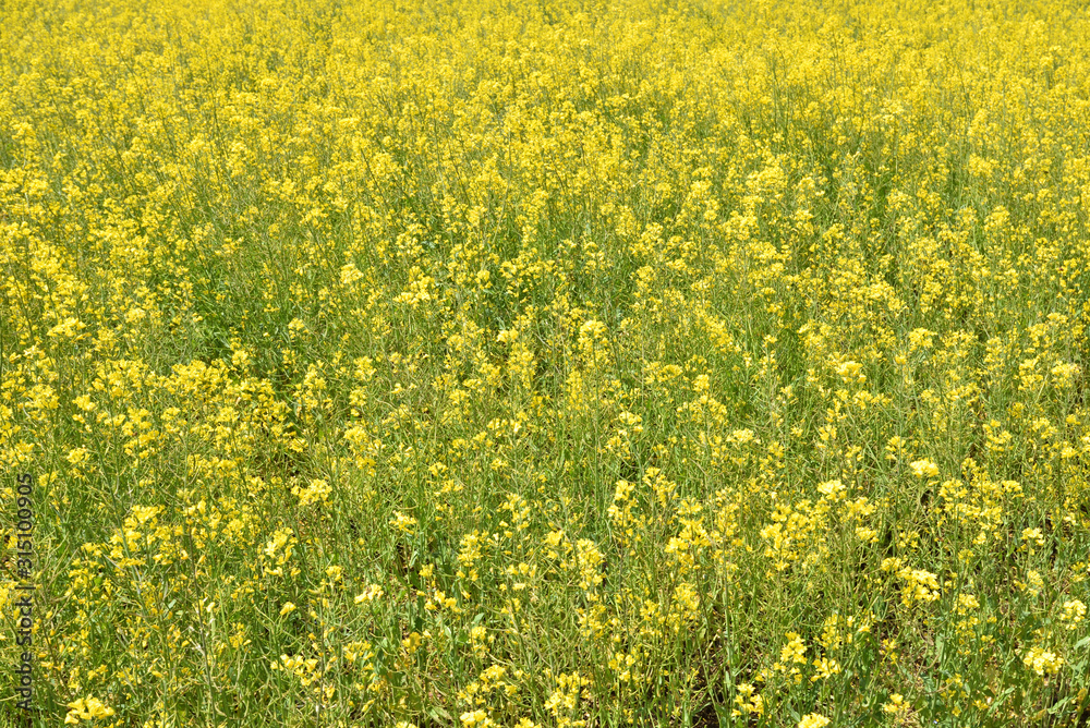 Field mustard, spring has come Field mustard, spring has come
