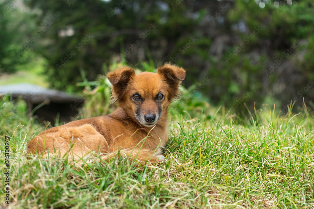  Dog resting on grass