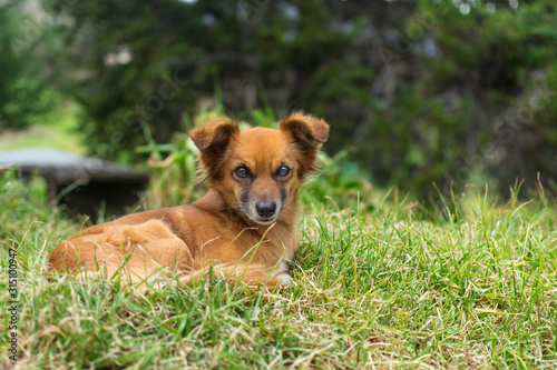  Dog resting on grass