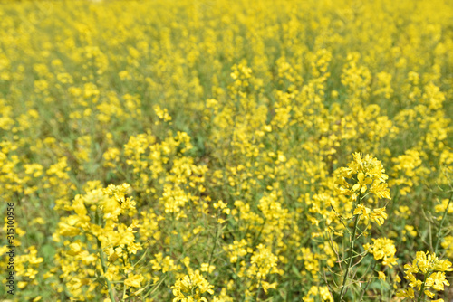 Field mustard, spring has come
