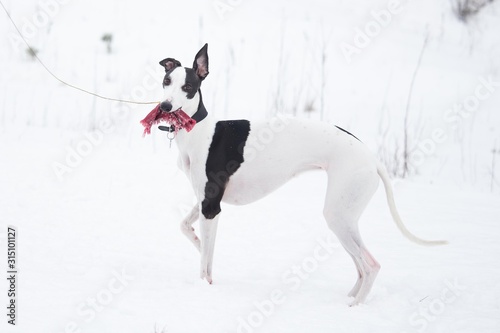 white and black smooth-haired dog in the winter on the snow stands
