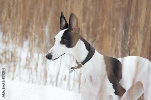 white and black smooth-haired dog in the winter on the snow stands