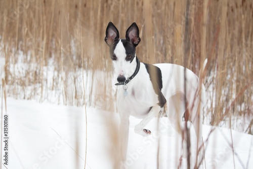 white and black smooth-haired dog in the winter on the snow stands