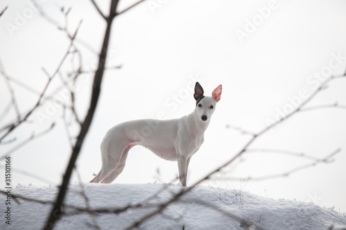 white smooth-haired dog with a black ear in the winter on the snow stands