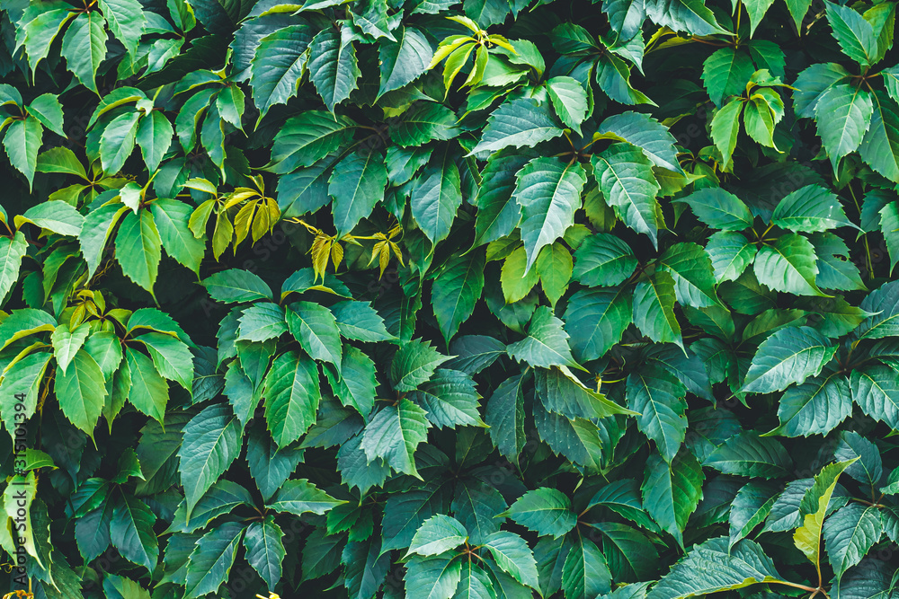 Dark green hedge, creeper leaves on the wall. Natural pattern of hedgerow, texture. Shrubs trees, wild vine leaf background.