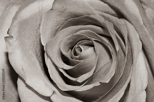 closeup of rose B&W