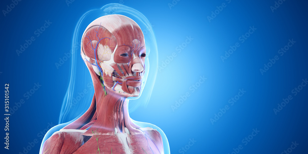 3d rendered medically accurate illustration of the head muscles 3d rendered medically accurate illustration of the head muscles