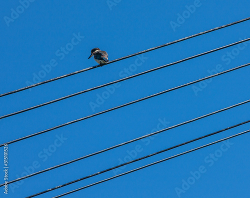 Auckland New Zealand. Icebird photo