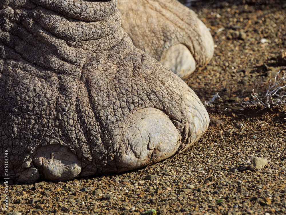 Obraz premium African bush elephant (Loxodonta africana) foot detail showing toe nails. Karoo, Western Cape, South Africa