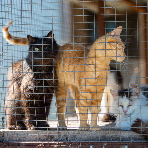 Homeless cats in an animal shelter. Cell