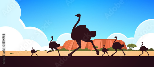silhouette of running wild animals ostriches Australian landscape nature of Australia wildlife fauna concept horizontal vector illustration