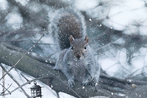 Squirrel in snow.