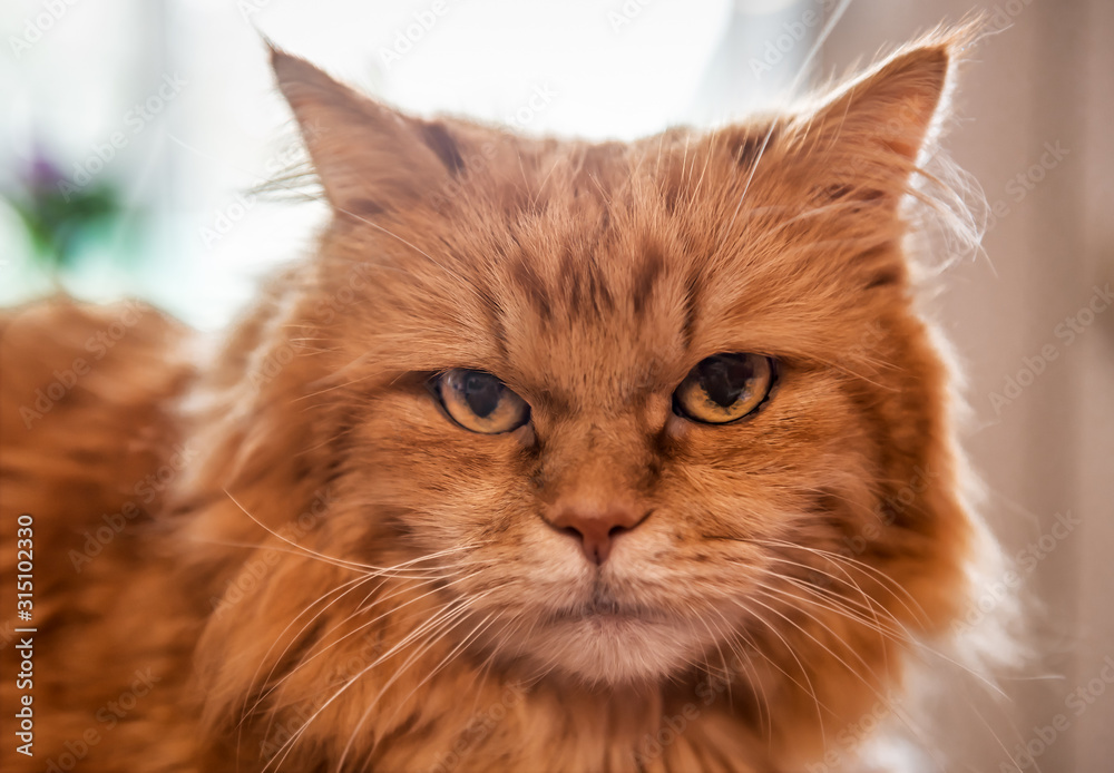 angry red cat