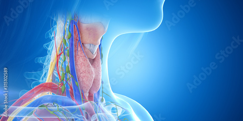 Принти на полотні 3d rendered medically accurate illustration of the throat anatomy