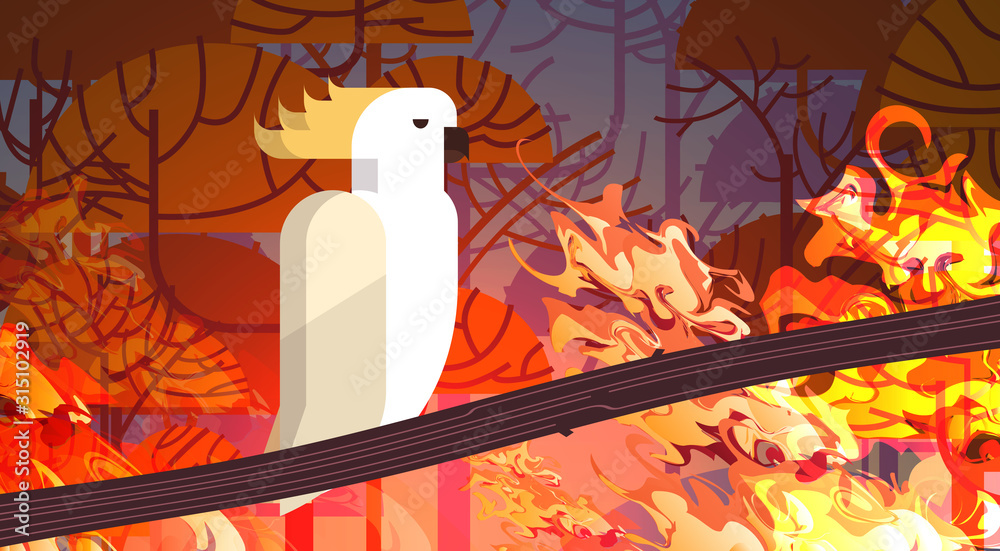 cockatoo sitting on branch forest fires in australia animal dying in wildfire bushfire burning trees natural disaster concept intense orange flames horizontal vector illustration - obrazy, fototapety, plakaty 