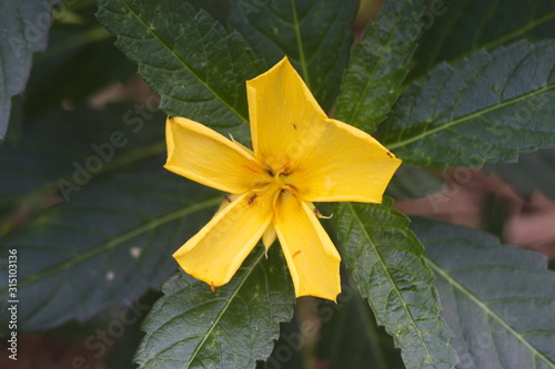 Tropical Damiana yellow flowered dark green pointy leaves Yellow Adler Turnera ulmifolia Yellow alder, du thym, marilop, zombi nan bois  photo