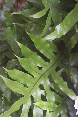 Big green pointed leaf tropical ground cover foliage 