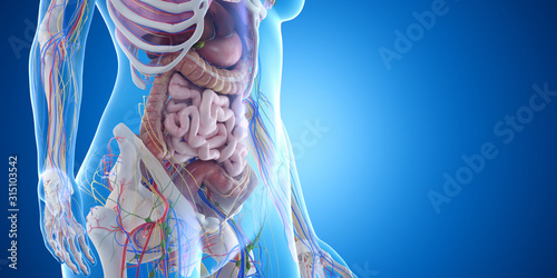 Fotografia 3d rendered medically accurate illustration of the abdominal organs