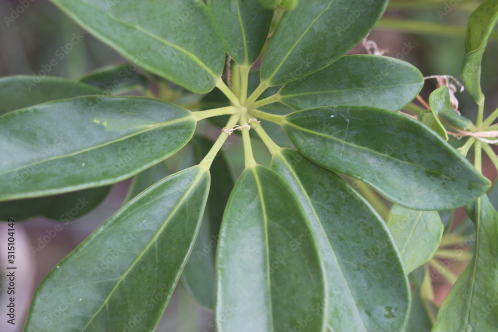 green leaf with water drops green leaf with water drops