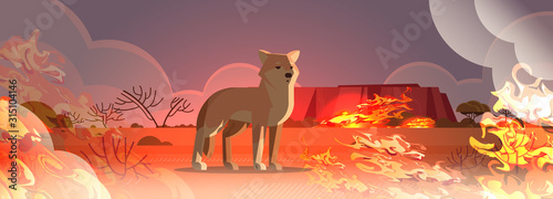 dingo escaping from fires in australia animal dying in wildfire bushfire natural disaster concept intense orange flames horizontal vector illustration