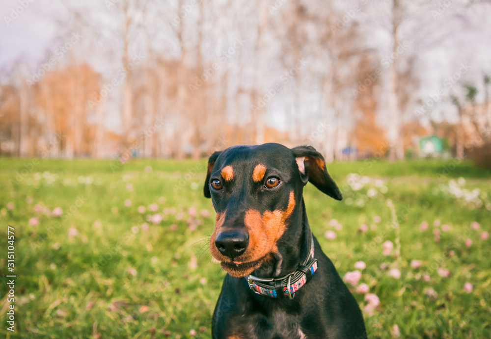Pinscher dwarf mini on a walk, dog on a walk in nature, Pinscher dwarf mini on a walk, dog on a walk in nature,