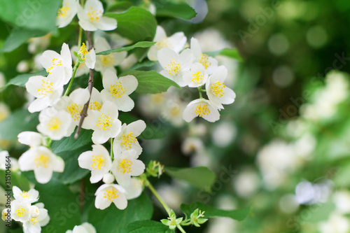 White jasmine flowers blossom on green leaves blurred background closeup, delicate jasmin flower blooming branch macro, spring floral bunch, beautiful springtime orchard nature, summer garden in bloom