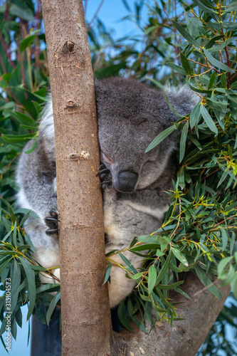 Southern Koala sleeping in a eucalyptus tree gripping on to the tree trunk with its sharp claws. Cute grey koala bear resting in a tree after eating eucalyptus leaves. 