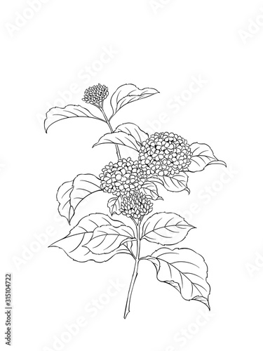 Illustration of hydrangea flowers  black and white  digital art.