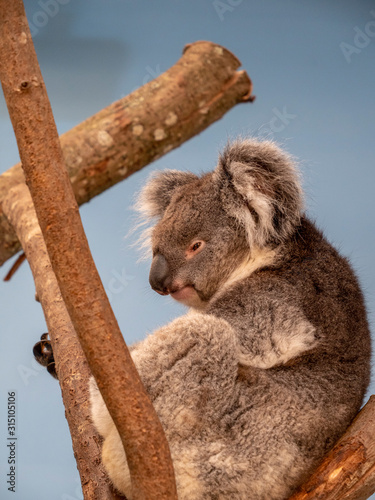 Southern Koala sat in tree resting after eating eucalyptus leaves. Beautiful grey koala bear up in tree with cute fluffy ears.