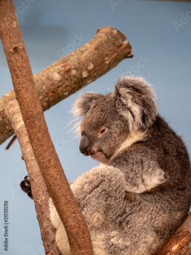 Southern Koala sat in tree resting after eating eucalyptus leaves. Beautiful grey koala bear up in tree with cute fluffy ears.