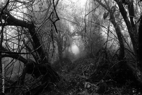 Dark and gloomy natural tunnel