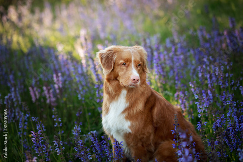 Dog in lilac flowers. Nova Scotia Duck Tolling Retriever in the outdoors. Portrait of a pet.