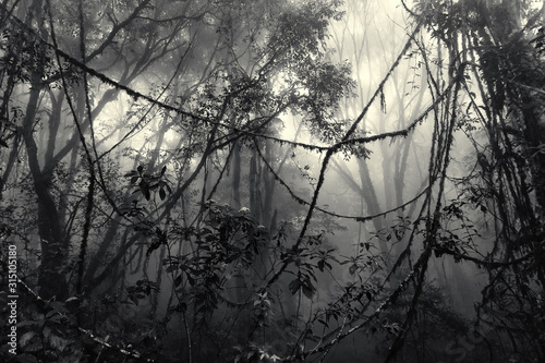 Lianas in misty rainforest