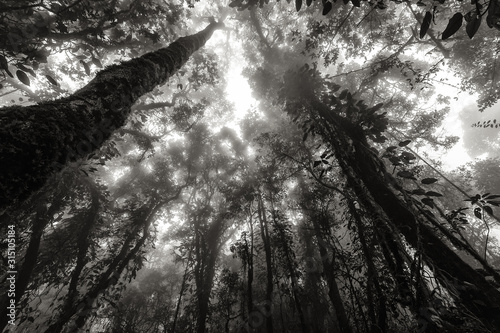 Misty rainforest in black and white