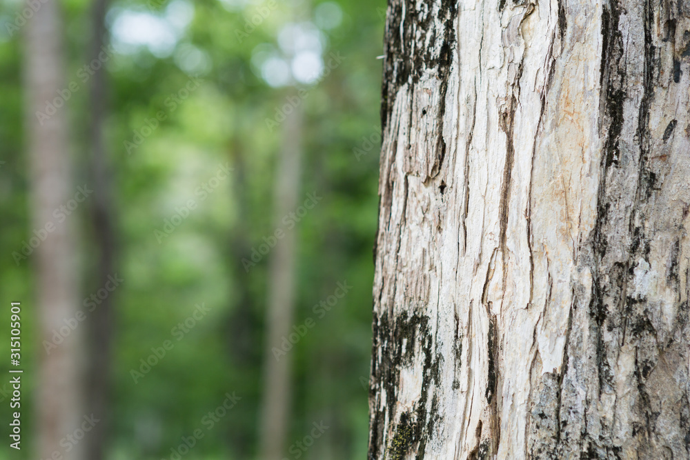 tree in the forest with blurred background tree in the forest with blurred background