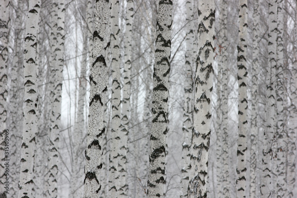 Obraz premium landscape background with a view of birch trees in winter forest