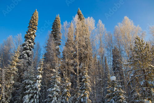 snow forest against a blue sky at sunset of a Sunny day