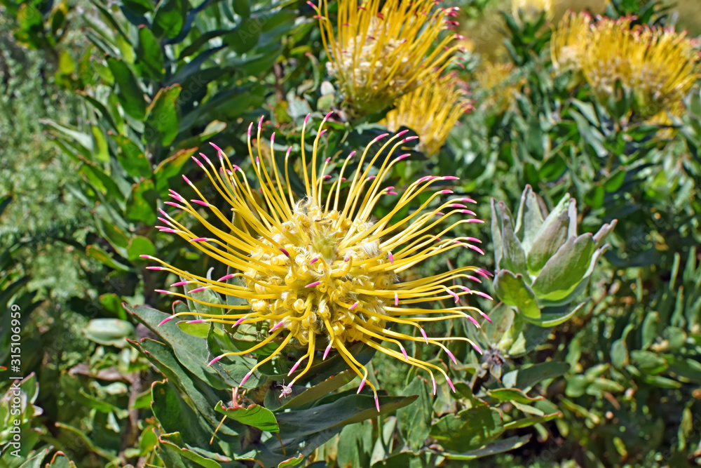 Protea - Kirstenbosch Botanical Garden - Capetown Protea - Kirstenbosch Botanical Garden - Capetown