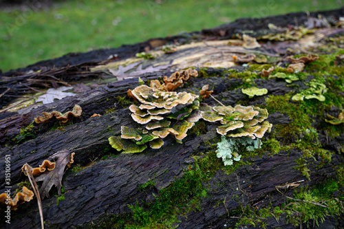 Pilze auf einem abgestorbenen Baumstamm