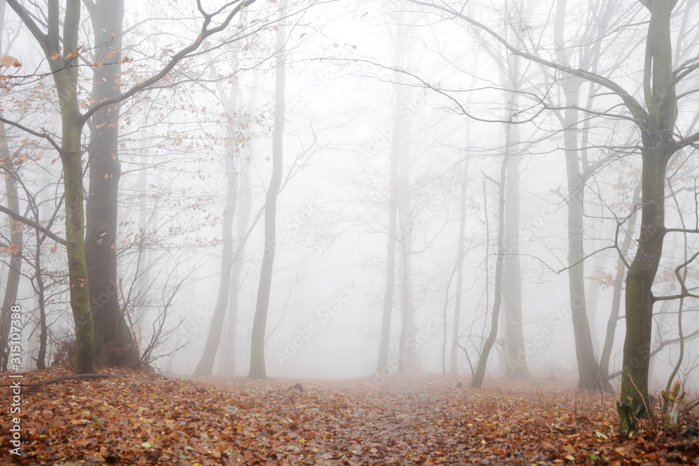 Misty autumn forest. Foggy forest in the autumn. Cold, mystic atmosphere. Misty autumn forest. Foggy forest in the autumn. Cold, mystic atmosphere.