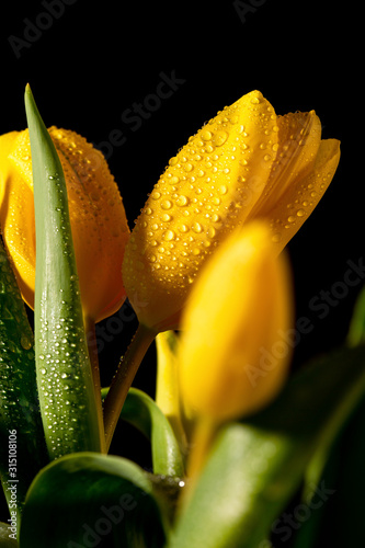 Bouquet of yellow tulips on a black background. On the flowers are transparent drops of dew.