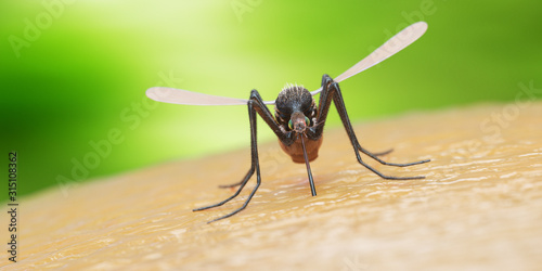 3d rendered illustration of a mosquito on human skin photo