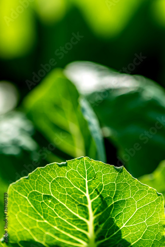 Caring field. Close up of area with green salad on farmland in the vegetable field. Vegetables produce in the garden. Healthy food, agriculture business concept. Horizontal shot. Copy space